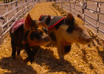Swifty Swine Racing Pigs