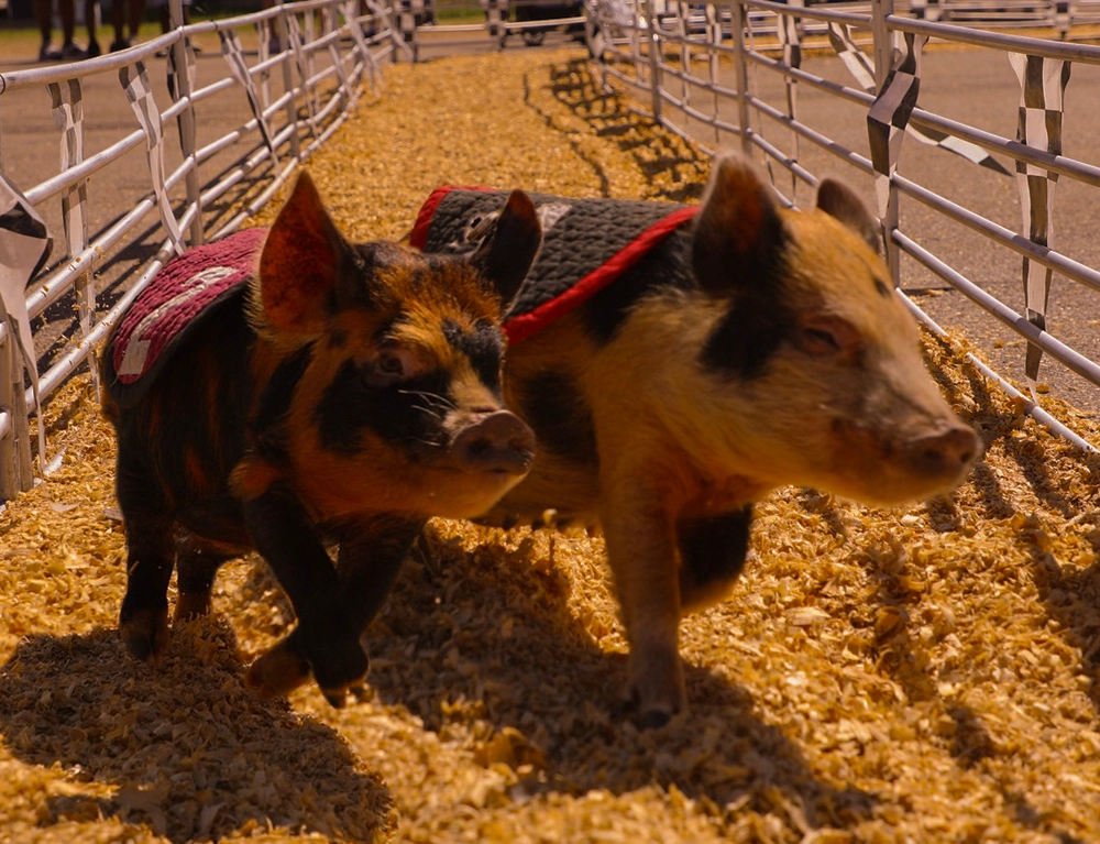 Swifty Swine Racing Pigs