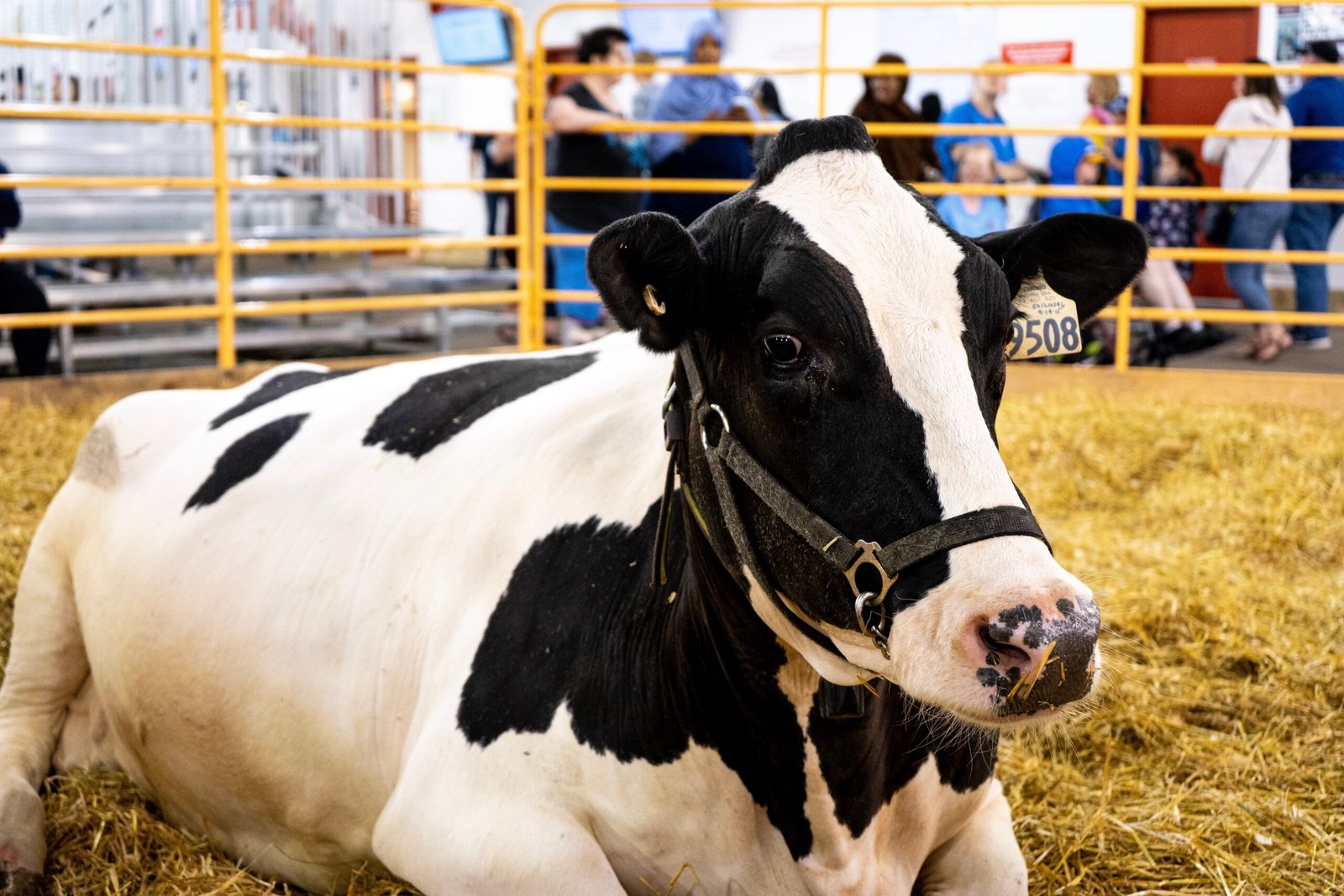 state fair strong cow