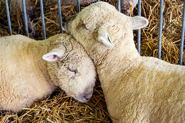 Baby Sheep