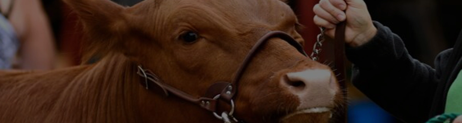 Livestock Banners Youth Beef Results