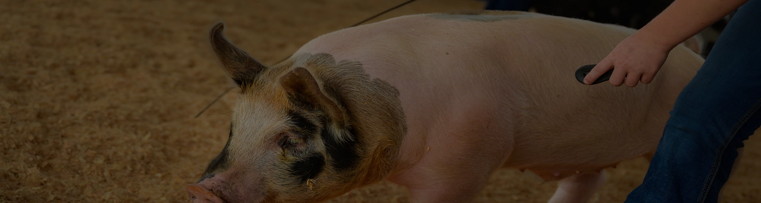 Livestock Banners Youth Swine Results